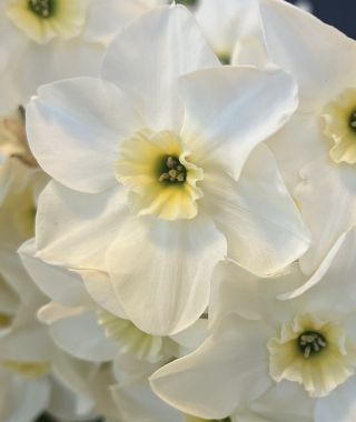 Narcissus Lieke