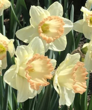 Narcissus Martha Stewart