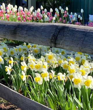Narcissus Merel's Favourite