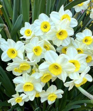 Narcissus Minnow