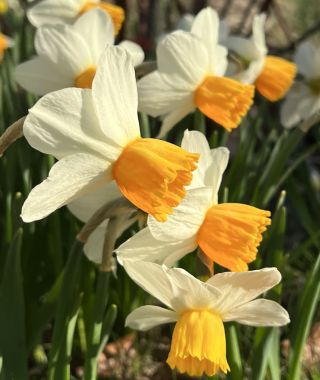 Narcissus Orange Comet