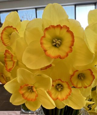 Narcissus Pacific Rim