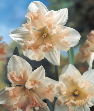 Narcissus Palmares