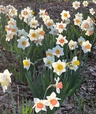 The Ravishing All-Pink Narcissus Mixture
