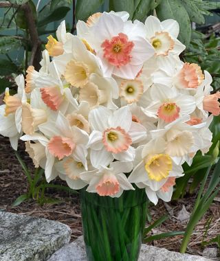 The Ravishing All-Pink Narcissus Mixture