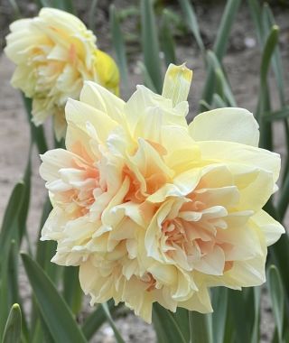 Narcissus Pom Pom Rose