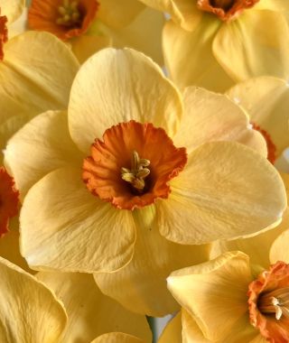Narcissus Pumpkin Spice