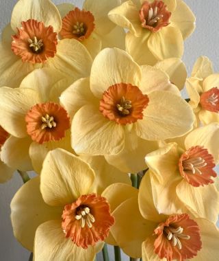 Narcissus Pumpkin Spice