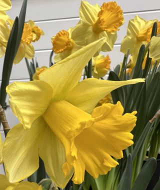 Narcissus Rijnveld's Early Sensation