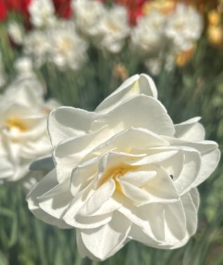 Narcissus Saint Claire