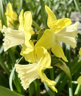 Narcissus Snow Frills
