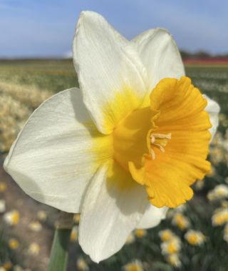 Narcissus Sun Cup