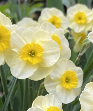 Narcissus Sun Disc