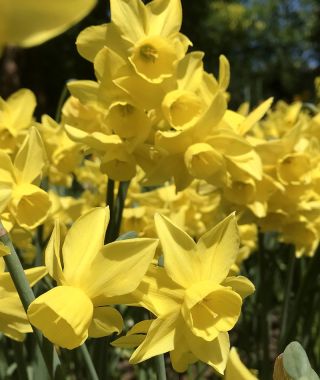 Narcissus Sunlight Sensation