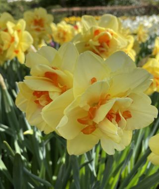 Narcissus Tahiti