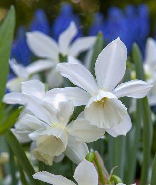 Narcissus Thalia