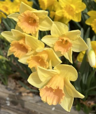 Narcissus Tom Pouce