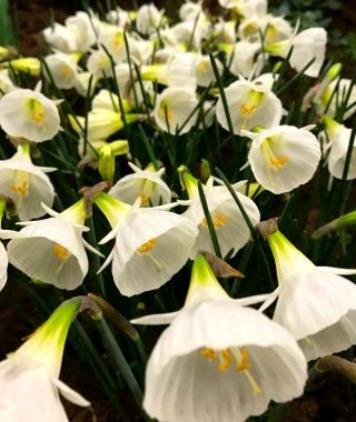 Narcissus bulbocodium White Petticoat