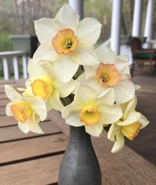 Narcissus Yazz 