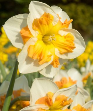 Narcissus Zinzi