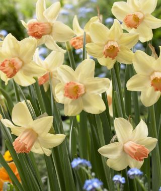 Narcissus Prototype