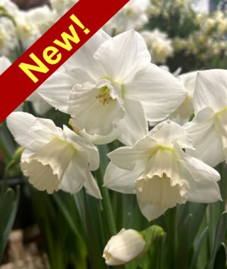 Large Cupped Narcissus Arctic Power