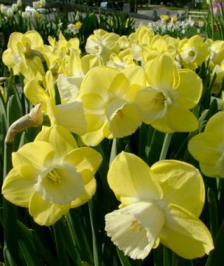 Large Cupped Narcissus Avalon