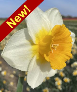 Large Cupped Narcissus Bitcoin