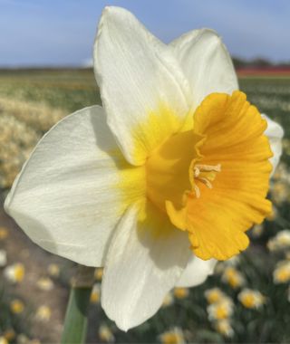 Large Cupped Narcissus Bitcoin