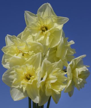 Split Cup Narcissus Dancing Moonlight