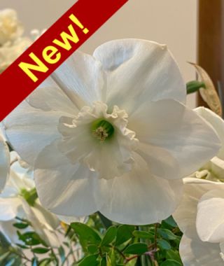 Narcissus Falmouth Bay