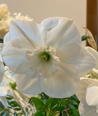 Narcissus Falmouth Bay 