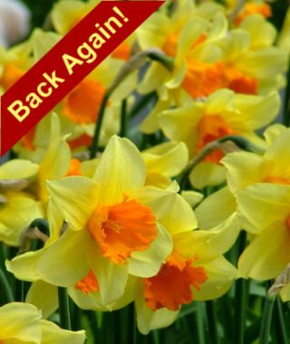 Large Cupped Narcissus Fortissimo