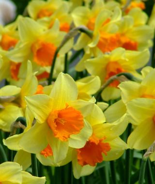 Large Cupped Narcissus Fortissimo