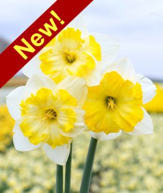 Split-Cup Narcissus Lemon Taffeta