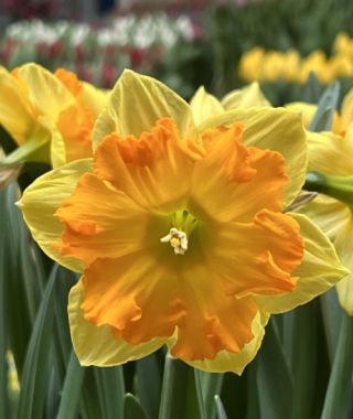 Split Cup Narcissus Outright Orange