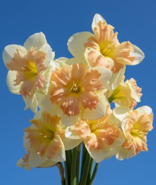 Split Cup Narcissus Peachy Dream