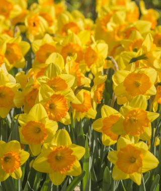 Large Cupped Narcissus Pride of Lions