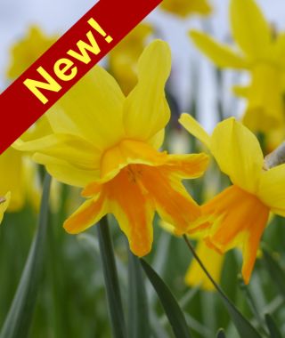 Miscellaneous Narcissus Rataplan