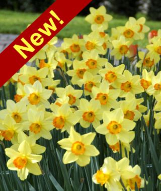 Large Cupped Narcissus Red Devon