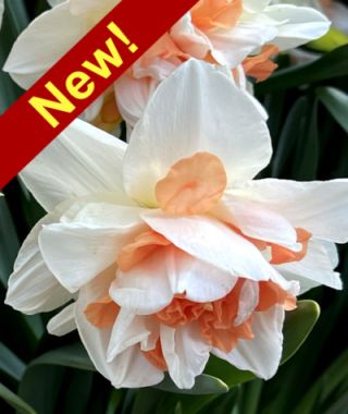 Double Narcissus Replete