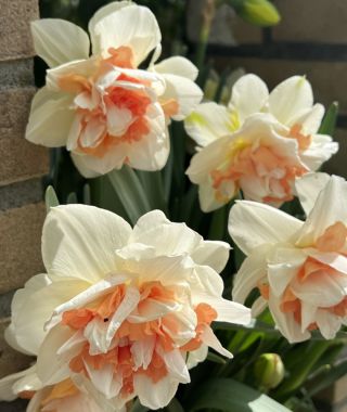 Double Narcissus Replete