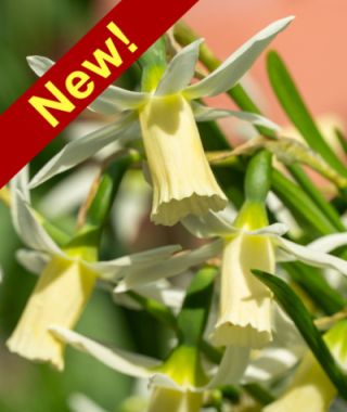 Cyclamineus Narcissus Snipe