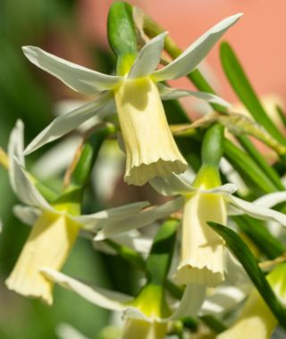 Cyclamineus Narcissus Snipe
