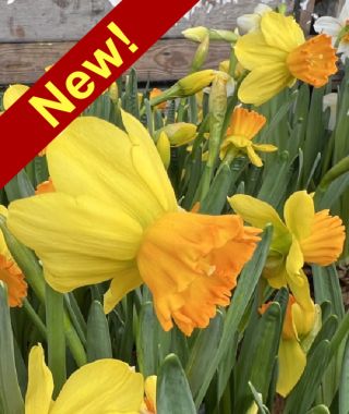 Cyclamineus Narcissus Spring Fire