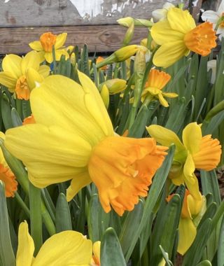 Cyclamineus Narcissus Spring Fire