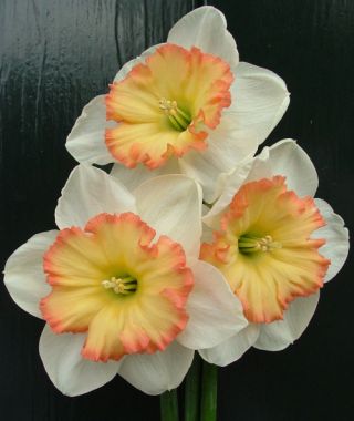 Large Cupped Narcissus Stef