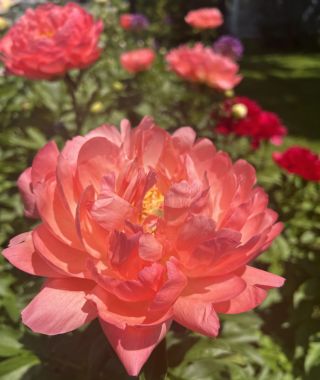 Peony Coral Sunset