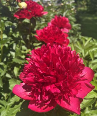 Peony Red Charm