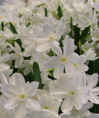 Paperwhite Ziva 17 cm/up in Burlap Bag